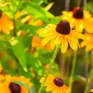Echinacea purpurová (Echinacea purpurea) ´SUMMER BREEZE´, kont. C2L